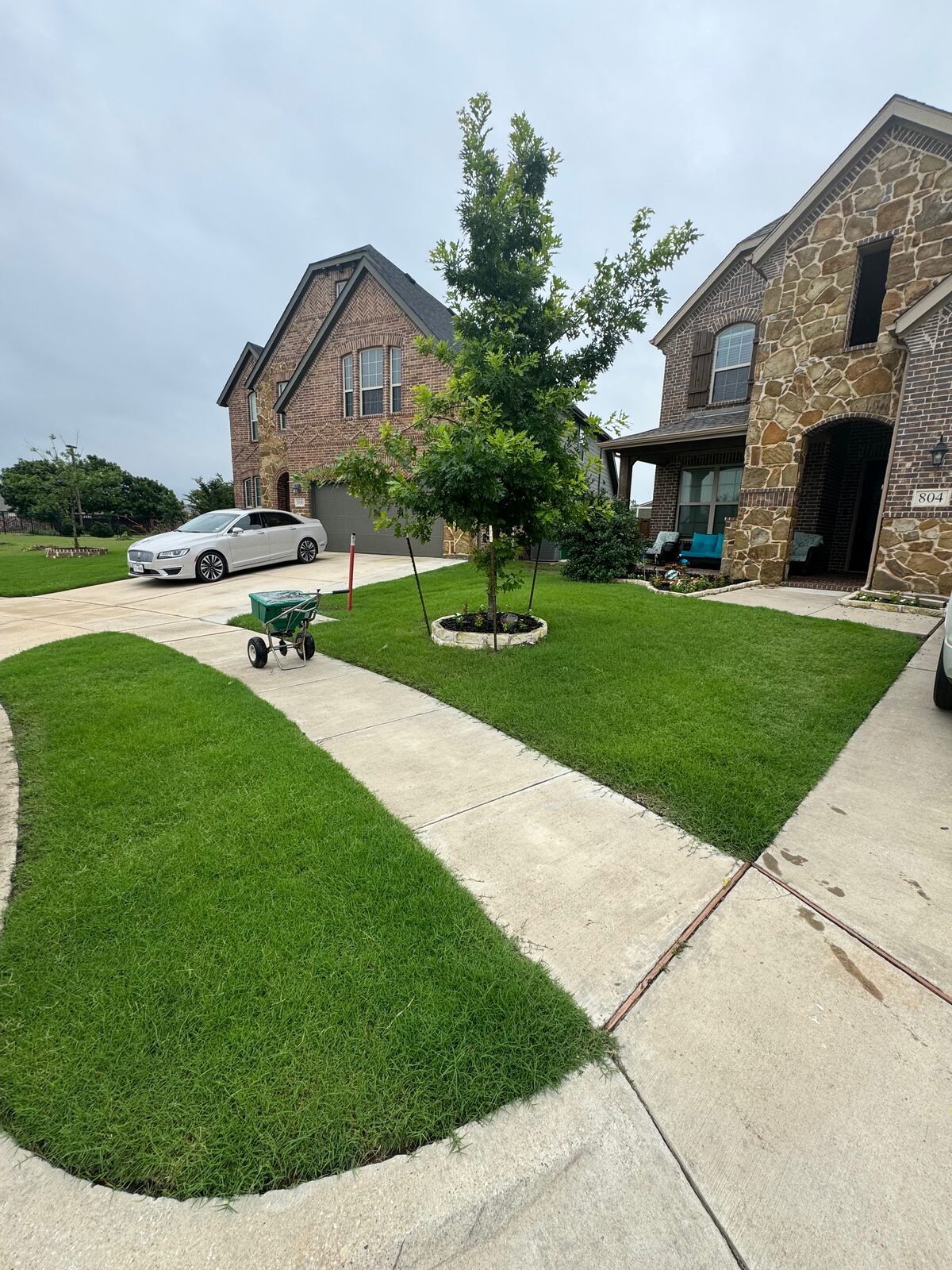 Established North Texas lawn in full season color