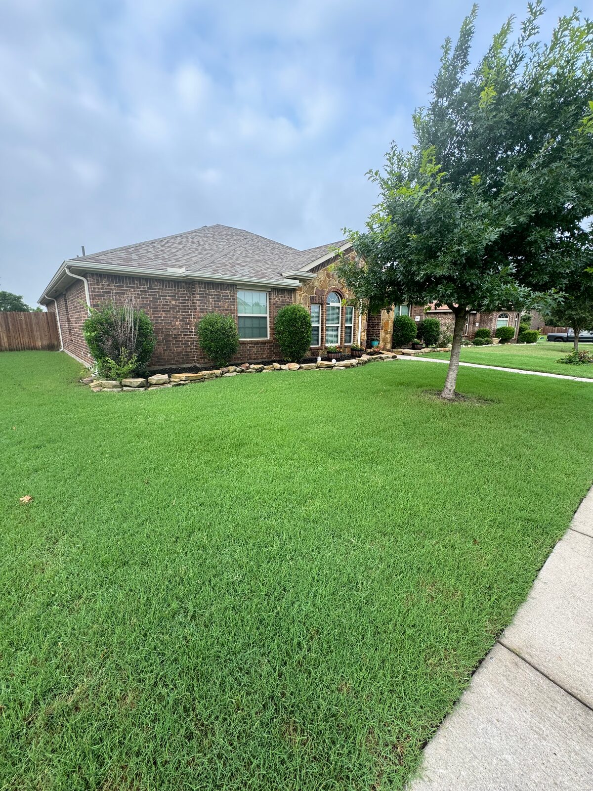 Green North Texas lawn greening up in spring
